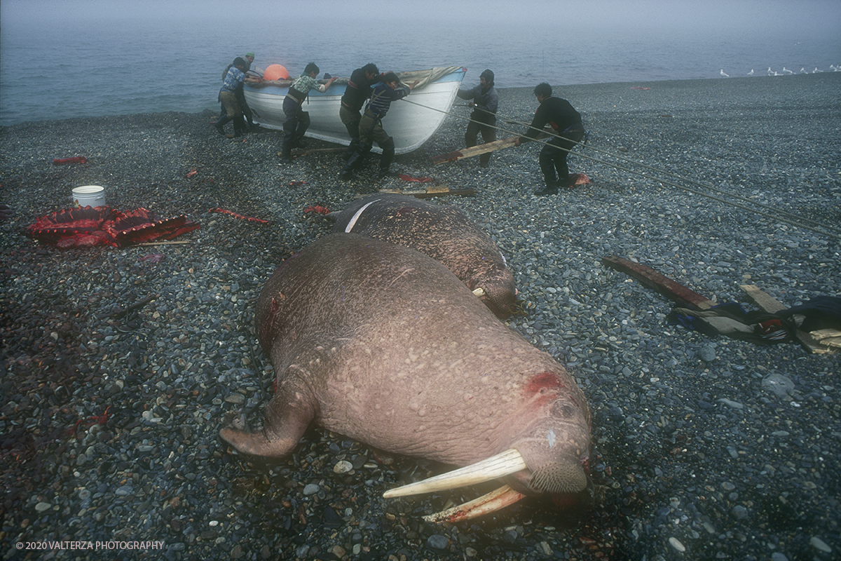 147 SIBERIA .jpg - Luglio/Agosto 1992. Siberia, terra dei Chukchi. Nell'oceano artico  125 Km a nord-est della penisola dei Chukchi (Siberia) c'Ã¨ l'isola di Wrangel, essa ospita piÃ¹ del doppio di specie vegetali (417) di qualsiasi territorio artico a paritÃ  di superficie nonchÃ¨ 30 specie diverse di uccelli oltre ad orsi polari, foche e trichechi ; per questo motivo   Ã¨ stata proclamata patrimonio dell'umanitÃ  dall'UNESCO. Nella foto Uelen ai nativi di etnia Chuckchi Ã¨ concesso di cacciare i trichechi in deroga al regime di protezione della specie.